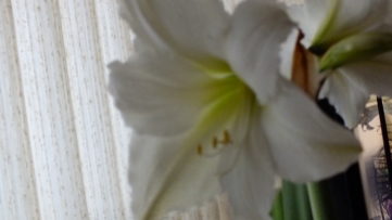 An Easter Lily - So lovely