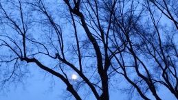 Watching the moon dance between the tree branches.