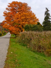 A beautiful drive in the autumn in Collingwood area, Ontario