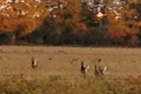 5 deer as they took flight noticing that we noticed them. Taken with my phone, but not a bad shot.
