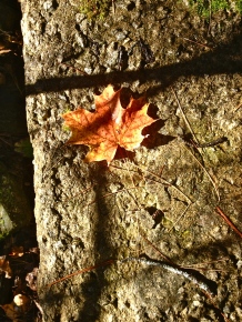 This is one of my favourite shots. Love the shadows over the brilliance of the autumn leaf.