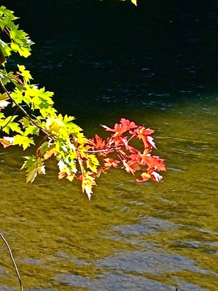 I love this shot of the crisp autumn leaves against the brook